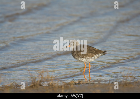 Gemeinsamen Rotschenkel (Tringa Totanus) Erwachsenen steht am Rand Wassers Brancaster Norfolk East Anglia UK März Stockfoto