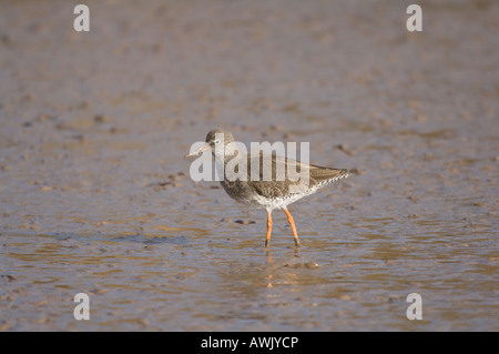 Gemeinsamen Rotschenkel Tringa Totanus Erwachsenen zu Fuß im Schlamm bei Ebbe Brancaster Norfolk East Anglia UK März Stockfoto