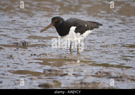 Eurasischen Austernfischer Haematopus Ostralegus Erwachsenen Fütterung im Schlamm bei Ebbe Brancaster Norfolk East Anglia UK März Stockfoto