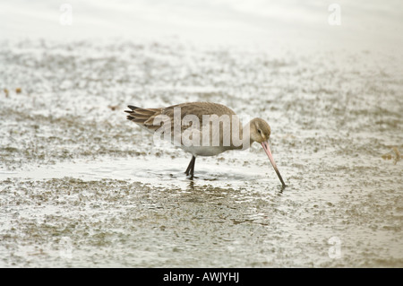 Bar tailed Uferschnepfe Limosa Lapponica Erwachsenen Fütterung in Ebbe Norfolk Küste East Anglia England März Stockfoto