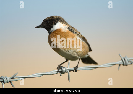 Gemeinsamen Schwarzkehlchen (Saxicola Torquata) Männchen thront auf Draht Cley nächste Meer Norfolk England März Stockfoto