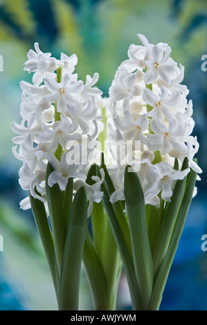 Weiße Hyazinthe (Hyacinthus Orientalis) gezwungen Blumen für frühen Innenanzeige März UK Stockfoto