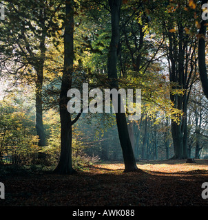 Frithsden Beeches Fagus sylvatica an einem frühen Herbstmorgen im Oktober Ashridge Hertfordshire Stockfoto