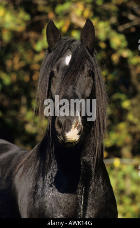 Gypsy Vanner Pferd (Equus Caballus), Portrait von schwarzen Hengst Stockfoto