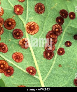 Eichenblatt Zinkblume Gall Cynipid Neuroterus Quercusbaccarum Gallen an Eichenblatt-Unterseite Stockfoto