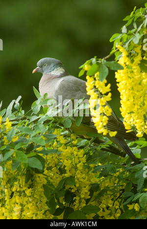 Holztaube, Columba palumbus, zwischen gelben Blüten in einem Laburnum-Baum, Laburnum anagyroides, Baum, Sussex, Großbritannien, Mai Stockfoto