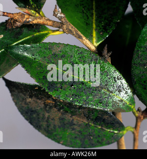 Rußiger Schimmel verursacht durch weiche braune Schildlaus Coccus Hesperidum auf Camellia Laub Stockfoto