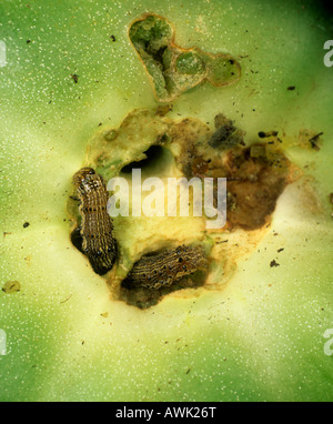 Tomate Fruitworm Helicoverpa Armigera in beschädigten Tomatenfrucht Portugal Stockfoto