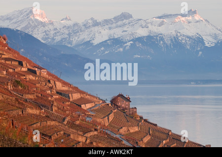 Sonnenuntergang in den zum Unesco-Weltkulturerbe Weinbergen des Lavaux in Genfer See, Schweiz Stockfoto