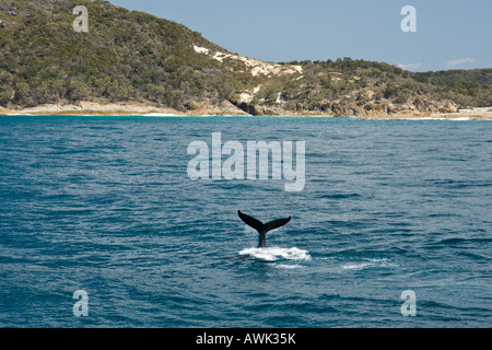 Buckelwale in der Moreton Bay nur off Moreton Island, Brisbane, Queensland Stockfoto