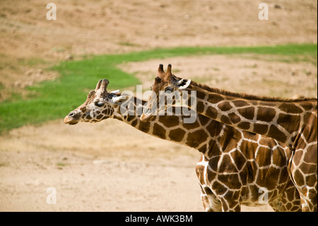 Giraffe San Diego Wild Animal Park, Escondido, Kalifornien, USA Stockfoto