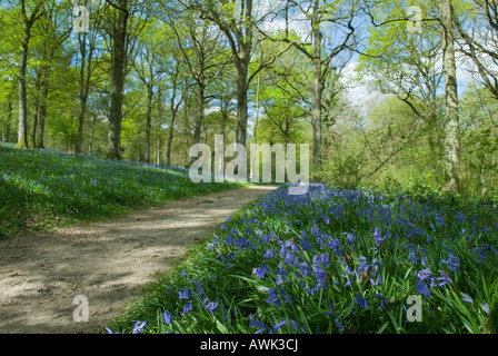 Fußweg, Pfad führt durch Glockenblumen in einem Wald, Sussex, Großbritannien. April Stockfoto