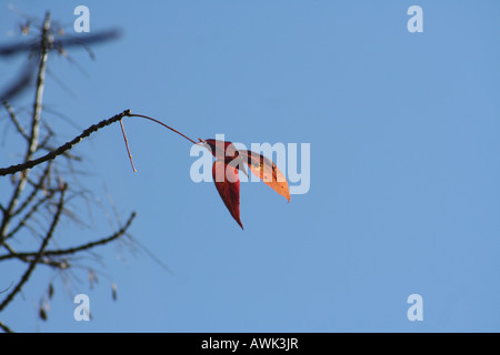 Blatt-gegen den blauen Himmel Stockfoto