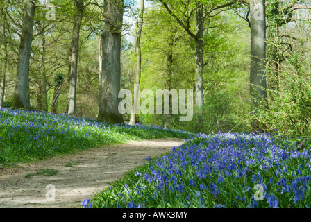 Fußweg, Pfad führt durch Glockenblumen in einem Wald, Sussex, Großbritannien. April Stockfoto