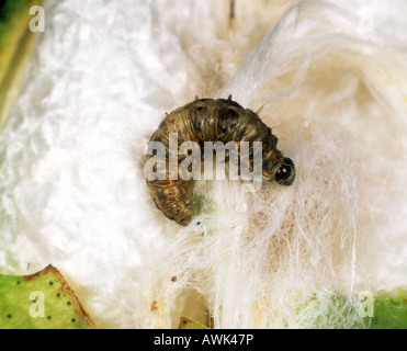 Stachelige Bollworm Earias Insulana Raupe in ein Baumwoll-boll Stockfoto