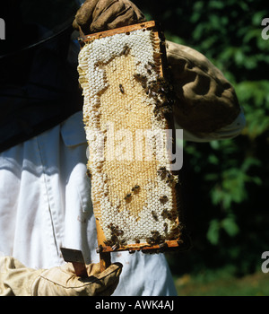 Imker, die flachen super Rahmen angeschnittene Ärmel Honig aus einer nationalen Bienenstock zu prüfen Stockfoto