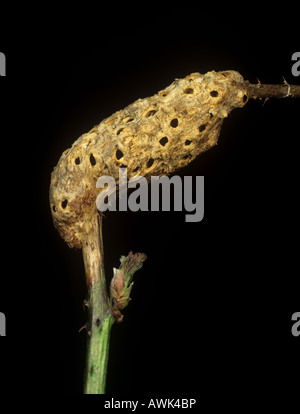 Eine Gall Wasp Diastrophus Rubi geschwollen Stamm Gall auf einem blackberry Stockfoto