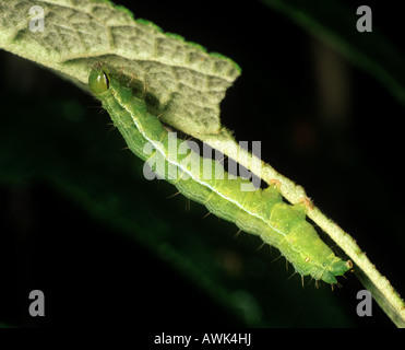 Silber Y Motte Autographa Gamma Raupe ernähren sich von Buddliea Davidii Blatt Stockfoto