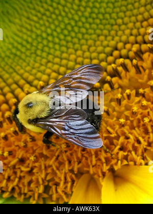 Eine Biene Bombus griseocollis sammelt Pollen an einer großen Sonnenblumenblüte Stockfoto