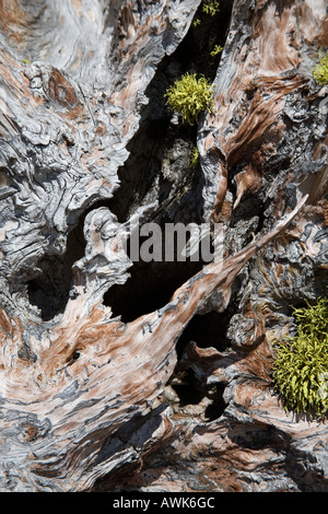 Skelett tote Bäume aussehen wie ein kleiner alter Mann mit Hut, eine seltsame Kreatur auf Table Mountain Alberta Kanada Stockfoto