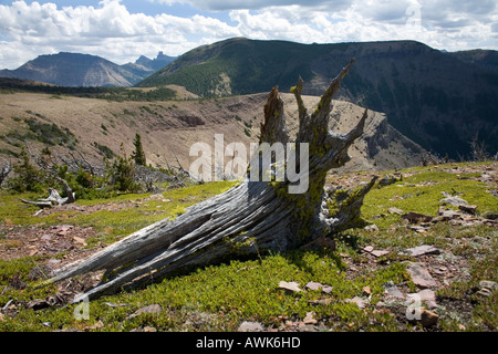 Skelett tote Bäume sehen aus wie seltsame Kreaturen auf Table Mountain Alberta Kanada Stockfoto