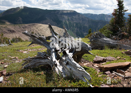 Skelett tote Bäume sehen aus wie seltsame Kreaturen auf Table Mountain Alberta Kanada Stockfoto