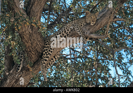 Leopard Cub Panthera pardus Stockfoto