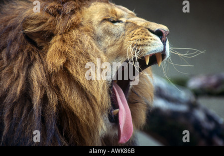 Nahaufnahme der Löwe (Panthera Leo) Gähnen Stockfoto