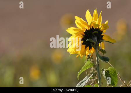 Hinterleuchtete Sonnenblumen Kopf von hinten betrachtet. Stockfoto