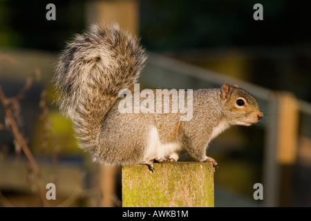 Grauhörnchen im Stadtpark, UK Stockfoto