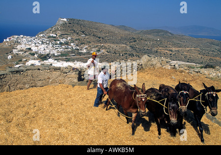 Griechenland-Kykladen Sikinos griechische Landwirtschaft Dreschen des ...