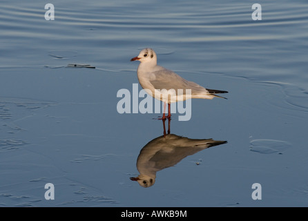 Black-headed Gull stehend auf zugefrorenen See, UK, winter Stockfoto