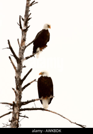 Zwei Adler thront in Baum Stockfoto