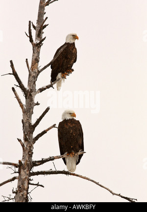 Zwei Adler thront in Baum Stockfoto