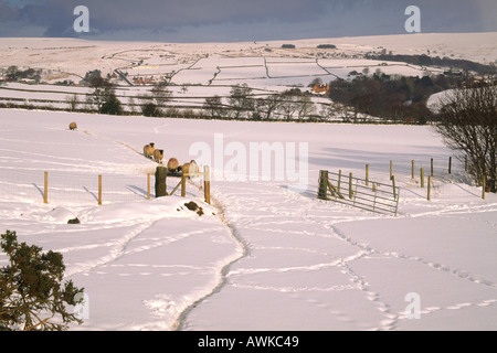 Schafe und Spuren im Schnee auf North York Moors in Wintermonaten Stockfoto