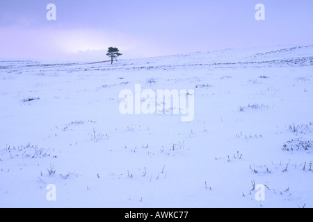 Isolierte Baum auf Schnee bedeckten moor Stockfoto