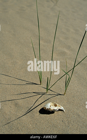 Kaninchen Oryctolagus Cuniculus Schädel Stockfoto