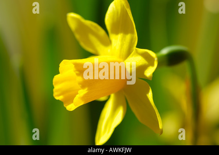 N. pseudonarcissus (Daffodil) Stockfoto