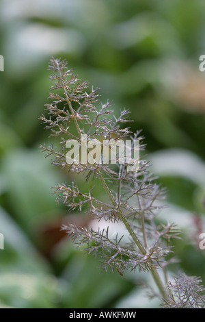 Fenchel-Pflanze von Morgensonne beleuchtet Stockfoto