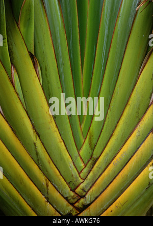 Palmblatt, extreme Nahaufnahme Stockfoto