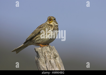 Corn Sie Bunting Miliaria Calandra Gesang aus Lied Post in Lesbos, Griechenland im April. Stockfoto