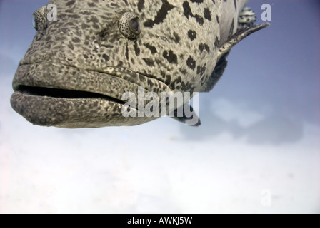 Detail des Leiters der Kartoffel-Kabeljau Epinephelus Tukula der Kabeljau Loch Mermaid Reef Rowley Shoals Western Australia Stockfoto