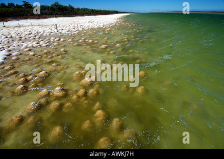 Flach gewölbte und konischen Thrombolites entlang der Tiefe am Ufer des Lake Clifton Stockfoto