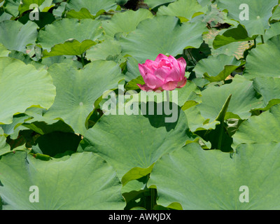 Lotusblume (Nelumbo nucifera) Stockfoto