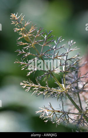 Fenchel-Pflanze von Morgensonne beleuchtet Stockfoto