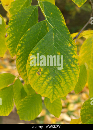 Kentucky gelb Holz (cladrastis kentukea Syn. Cladrastis lutea) Stockfoto
