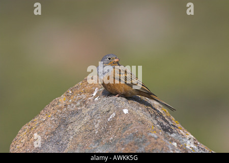 Cretzschmar Bunting Emberiza Caesia männlichen thront auf Felsen während der Brutzeit in Lesbos, Griechenland im April. Stockfoto