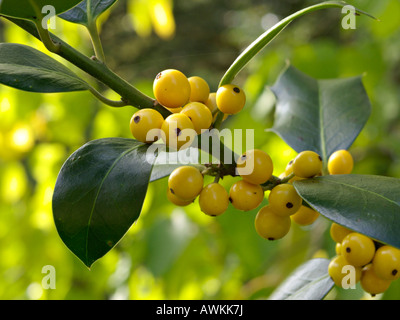 Gemeinsame Stechpalme (Ilex aquifolium 'Bacciflava') Stockfoto