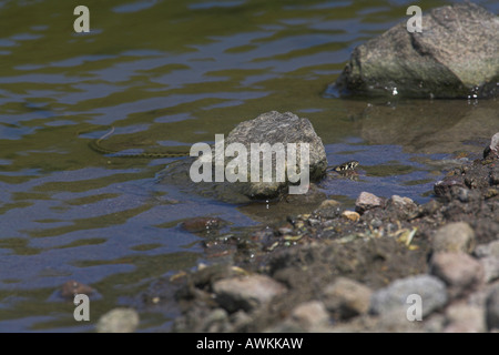 Würfel Schlange Natrix Tessellata Schwimmen bei Rindern trinken Pool in Höhenlagen von Lesbos, Griechenland im April. Stockfoto