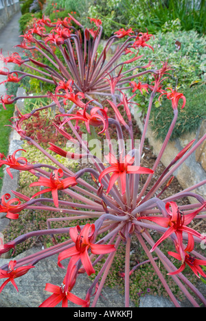 Brunswigia Josephinae, bekannt als Josephine's Lily, benannt nach Joséphine de Beauharnais, Joséphine Bonaparte, der Ehefrau Napoleons Stockfoto